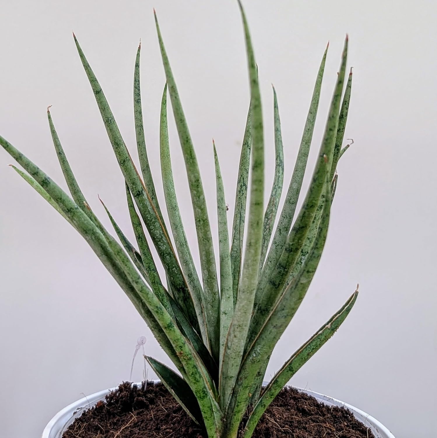 Sansevieria Fernwood - Live Plant with White Decor Pot - Image 3