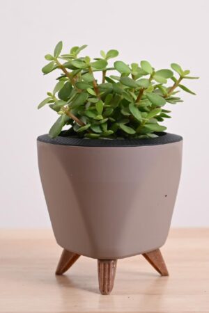 Jade Mini Live Indoor Plant with Pot | Home Desk & Office Desk Plant