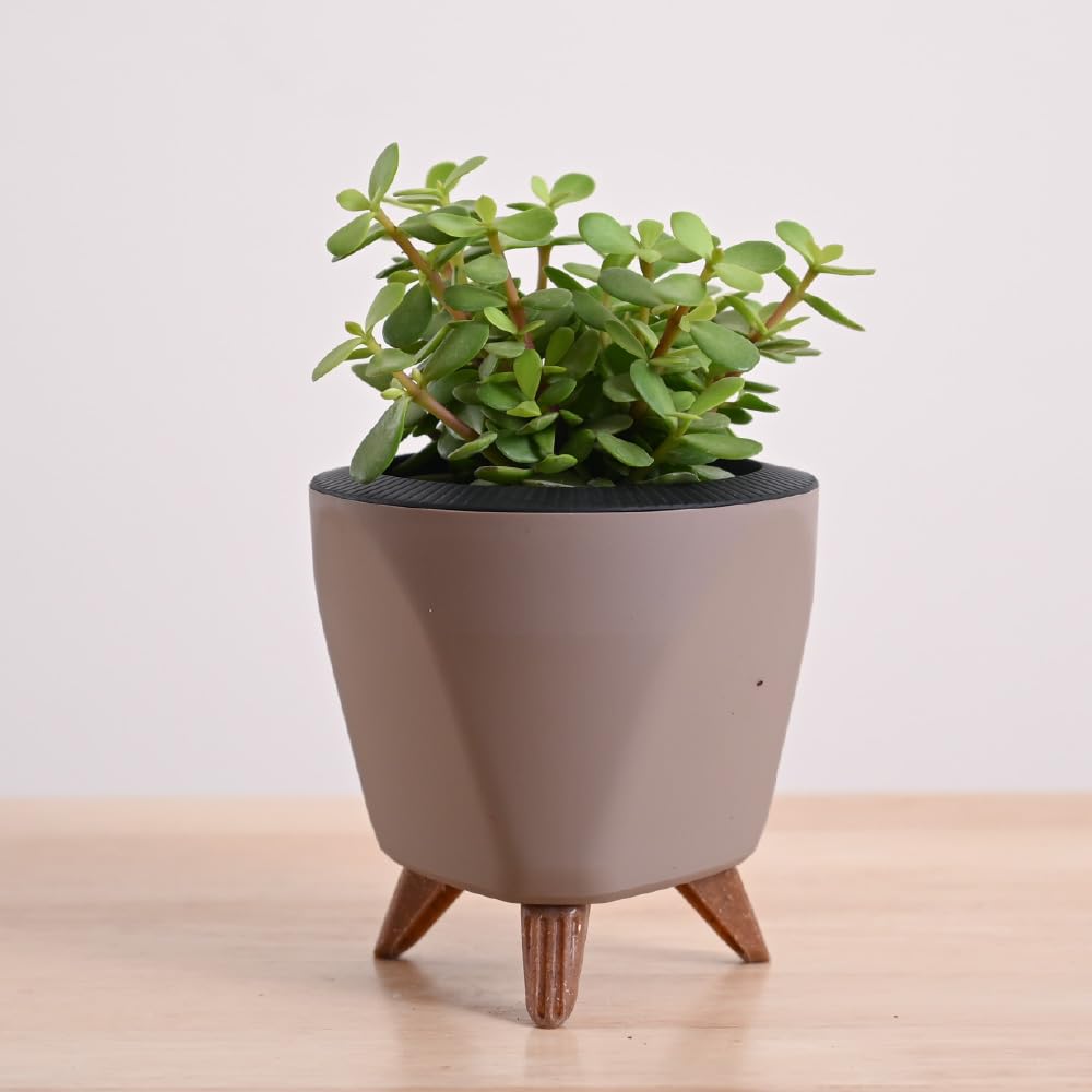 Jade Mini Live Indoor Plant with Pot | Home Desk & Office Desk Plant