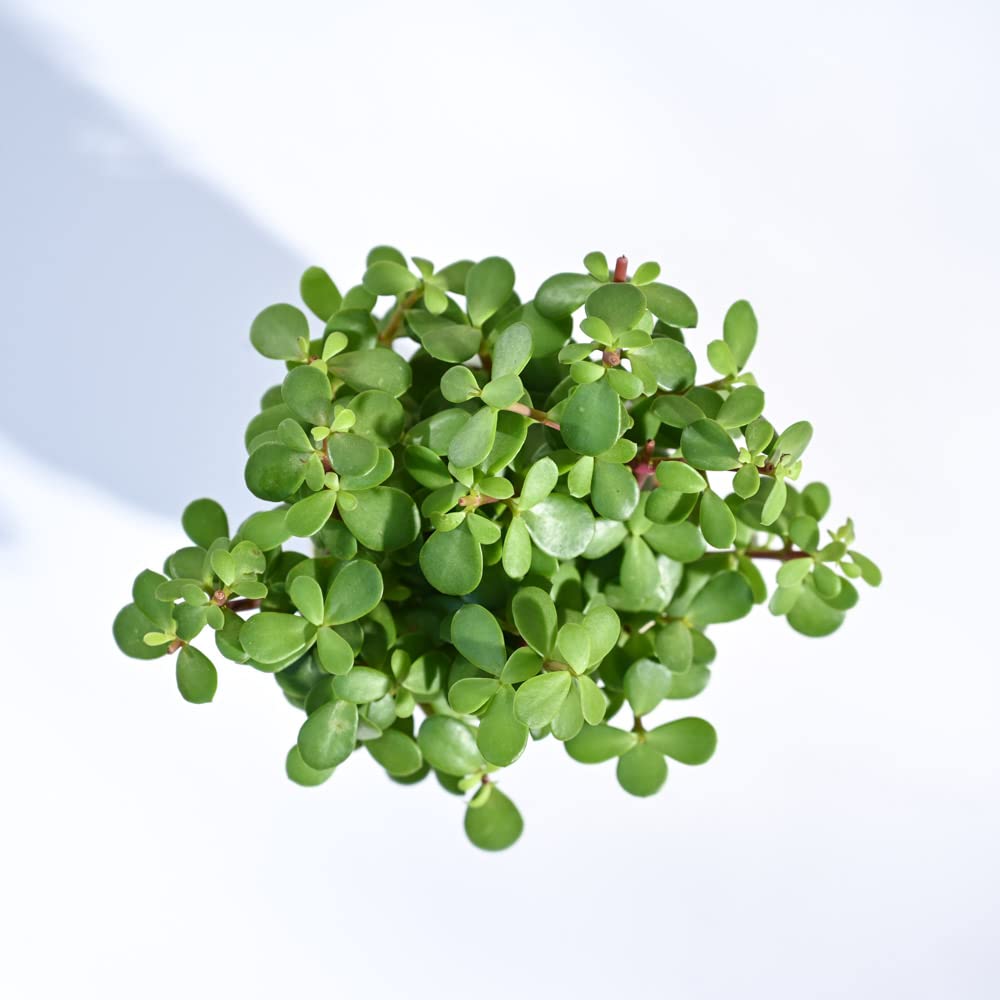 Jade Mini Live Indoor Plant with Pot | Home Desk & Office Desk Plant - Image 2