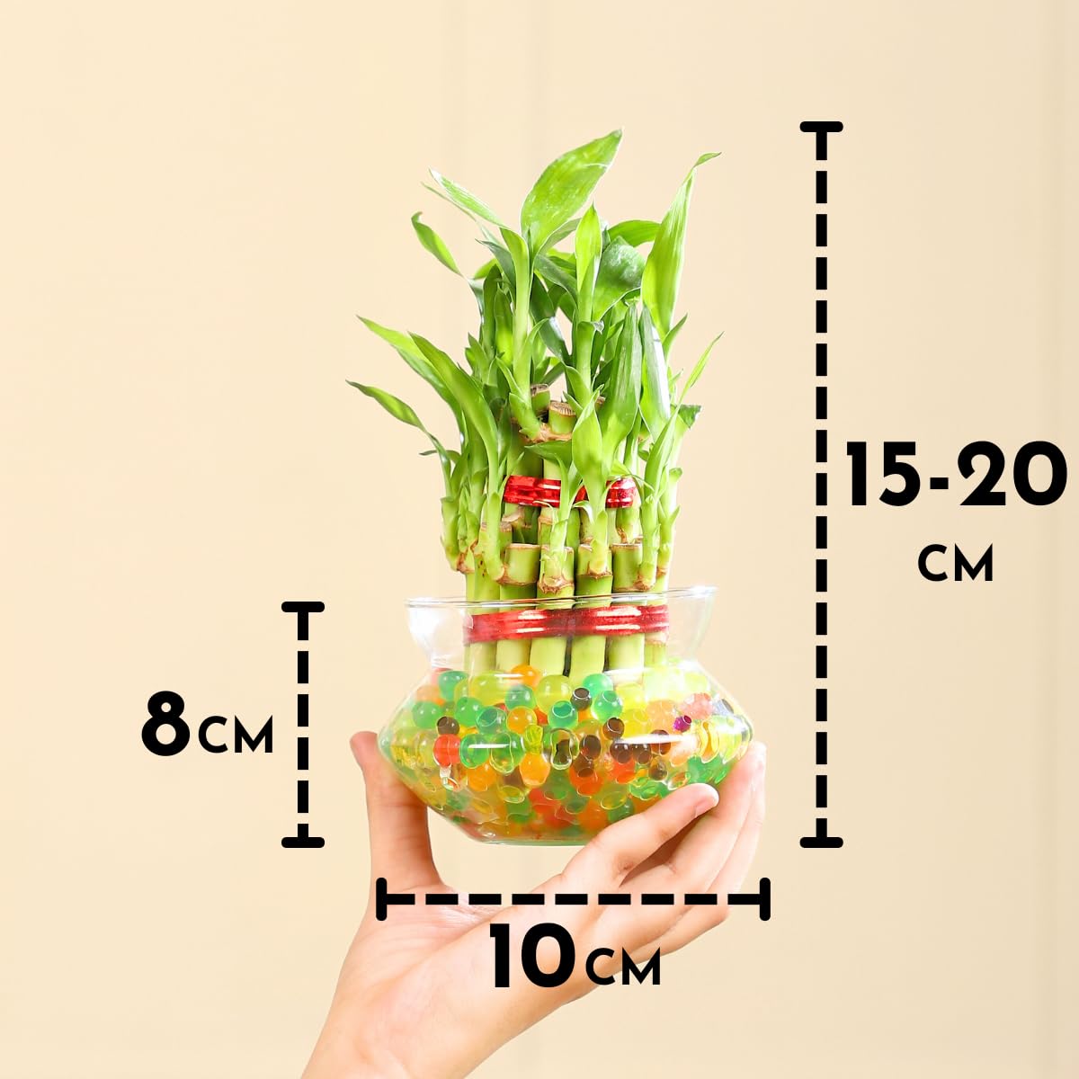 2-Layer Lucky Bamboo Plant in Glass Pot (4 Inch) | Indoor Table Top Plant for Living Room, Office Desk & Home Décor - Image 2