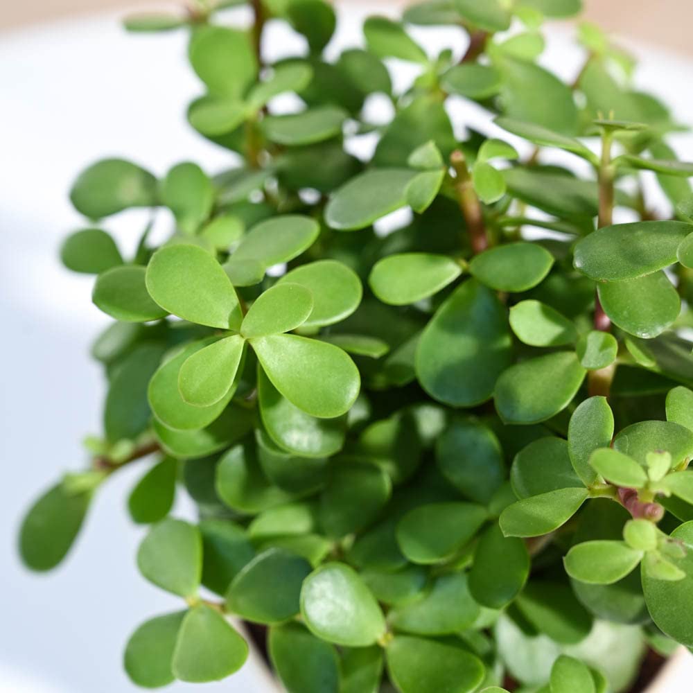 Jade Mini Live Indoor Plant with Pot | Home Desk & Office Desk Plant - Image 3