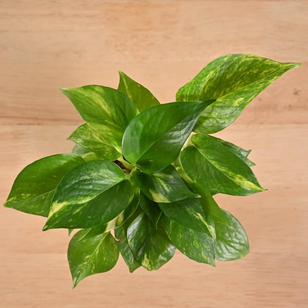 Money Plant Indoor Variegated (pattern leaves) With Self Watering Pot - Image 2