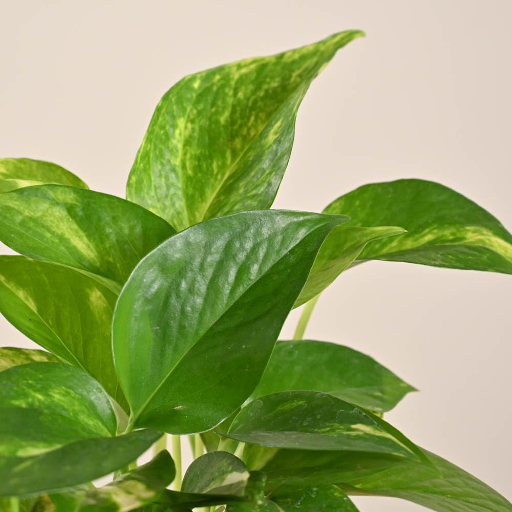 Money Plant Indoor Variegated (pattern leaves) With Self Watering Pot - Image 3