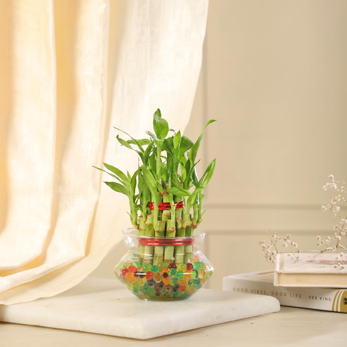 2-Layer Lucky Bamboo Plant in Glass Pot (4 Inch) | Indoor Table Top Plant for Living Room, Office Desk & Home Décor - Image 3