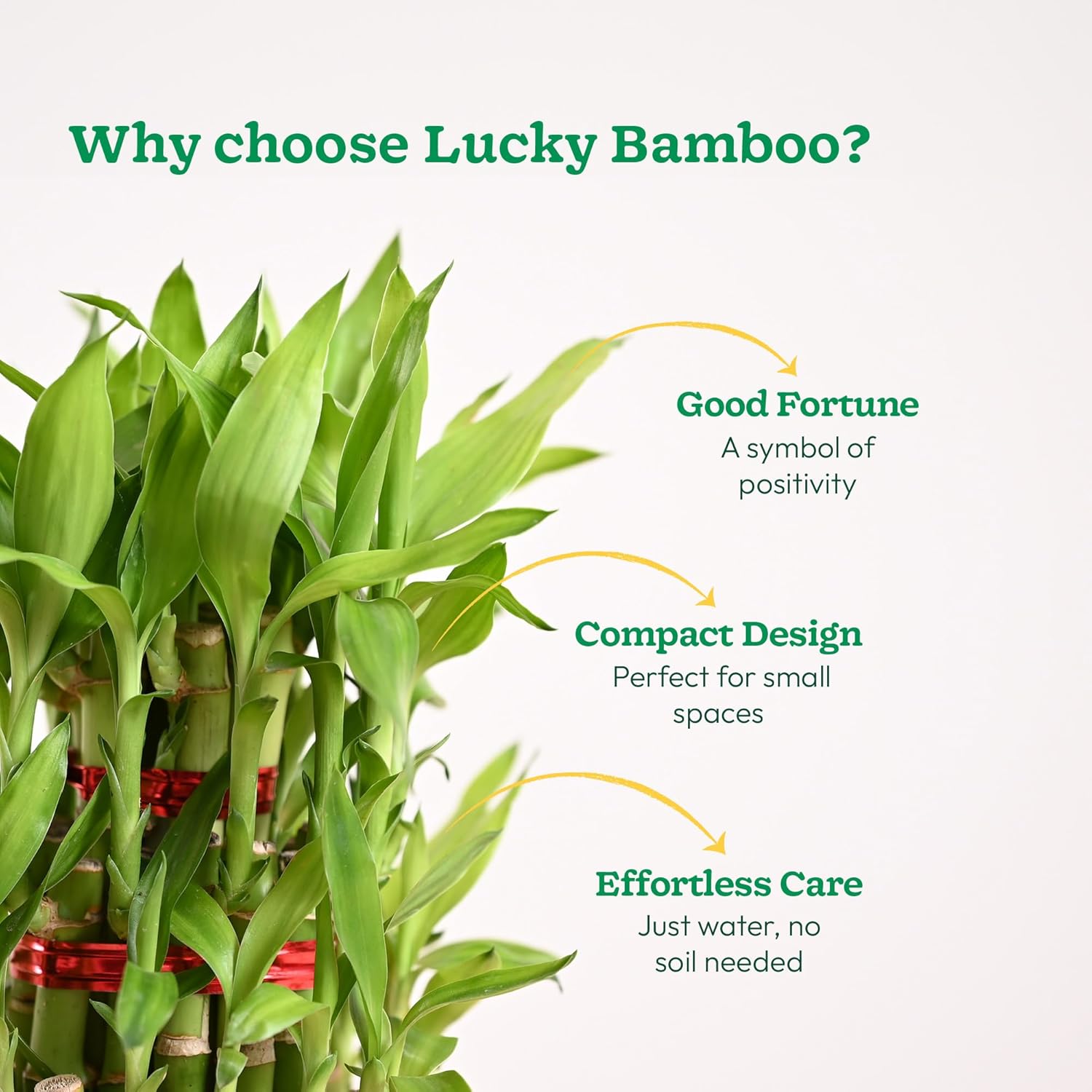 Lucky Bamboo 3 Layer Plant with Premium Potters Wheel - Image 4