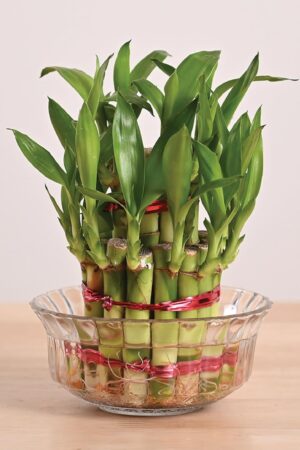 Lucky Bamboo 2 Layer Feng Shui Plant with Lotus Glass Bowl