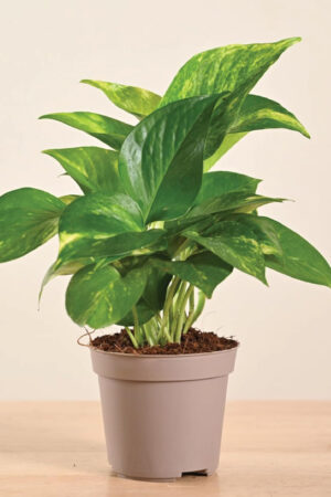 Good Luck Money Plant Variegated Live Plant With Grow Pot