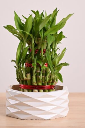 Lucky Bamboo 3 Layer Plant with Premium Ceramic Planter