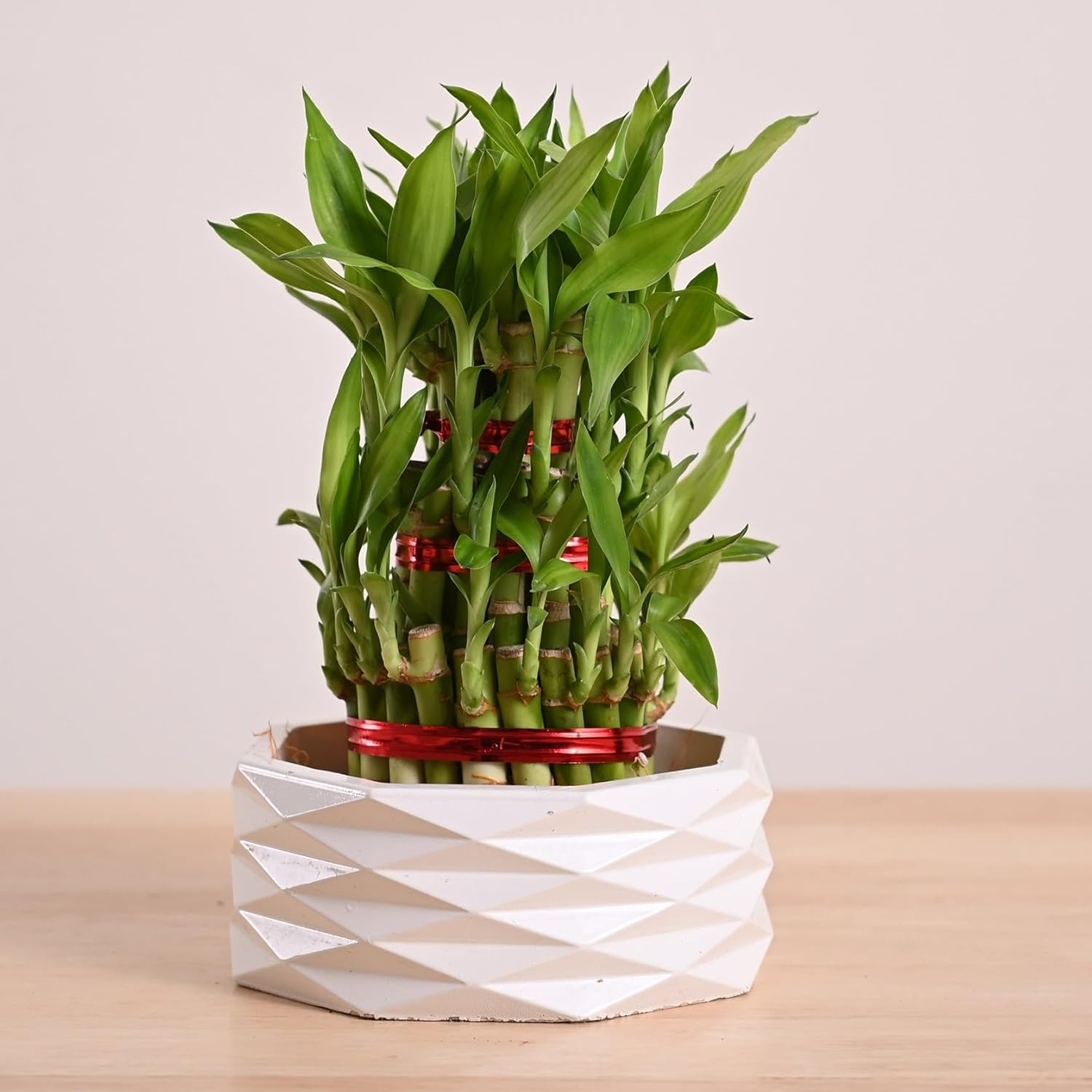 Lucky Bamboo 3 Layer Plant with Premium Ceramic Planter