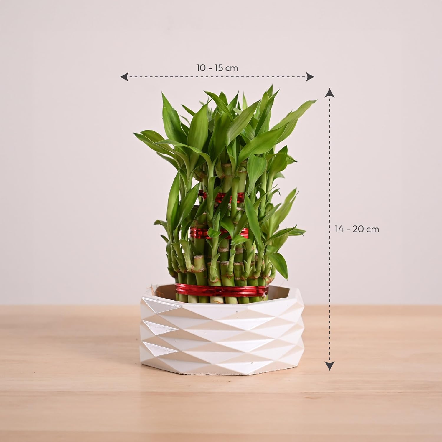 Lucky Bamboo 3 Layer Plant with Premium Ceramic Planter - Image 2