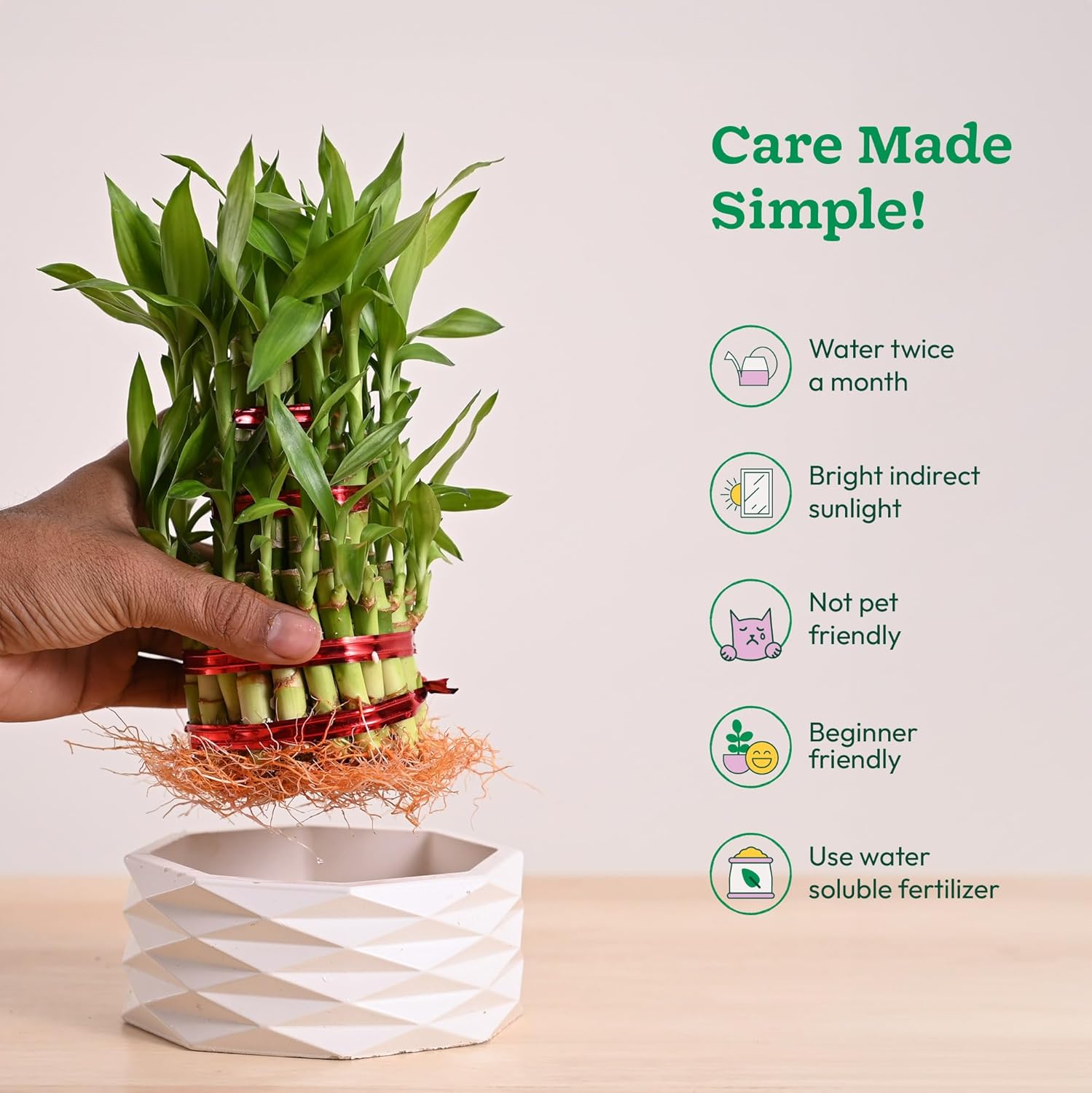 Lucky Bamboo 3 Layer Plant with Premium Ceramic Planter - Image 3