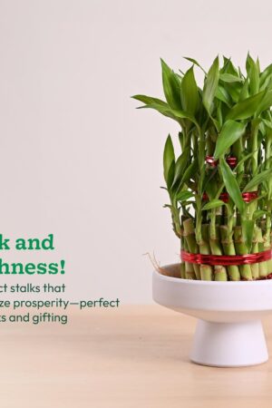 Lucky Bamboo 3 Layer Plant with Premium Potters Wheel