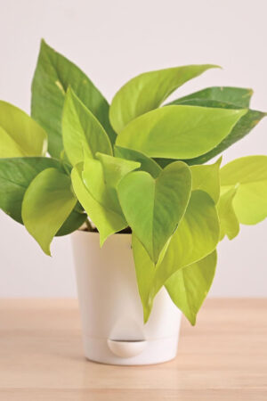 Money Plant Indoor With Self Watering Pot