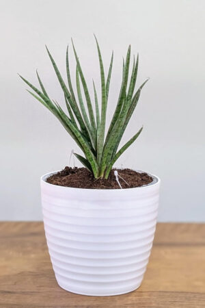 Sansevieria Fernwood - Live Plant with White Decor Pot