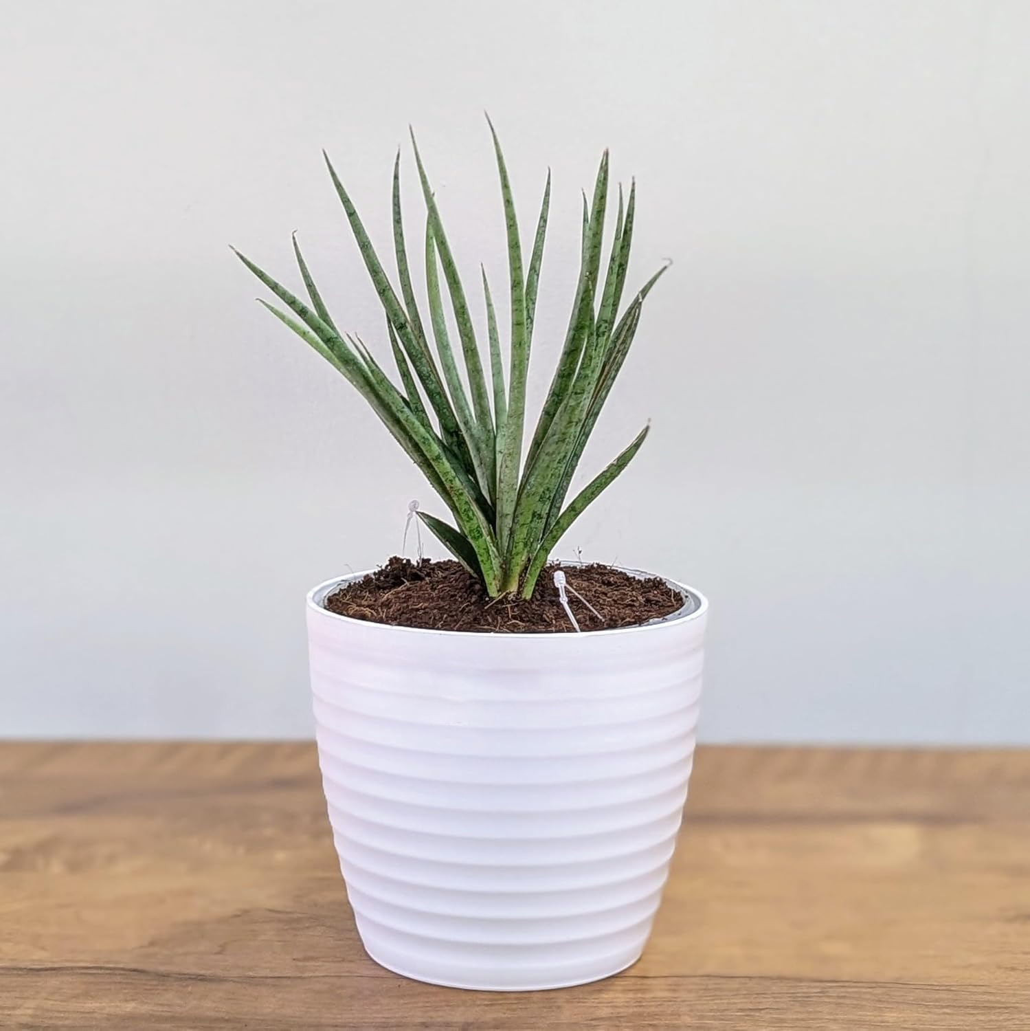 Sansevieria Fernwood - Live Plant with White Decor Pot