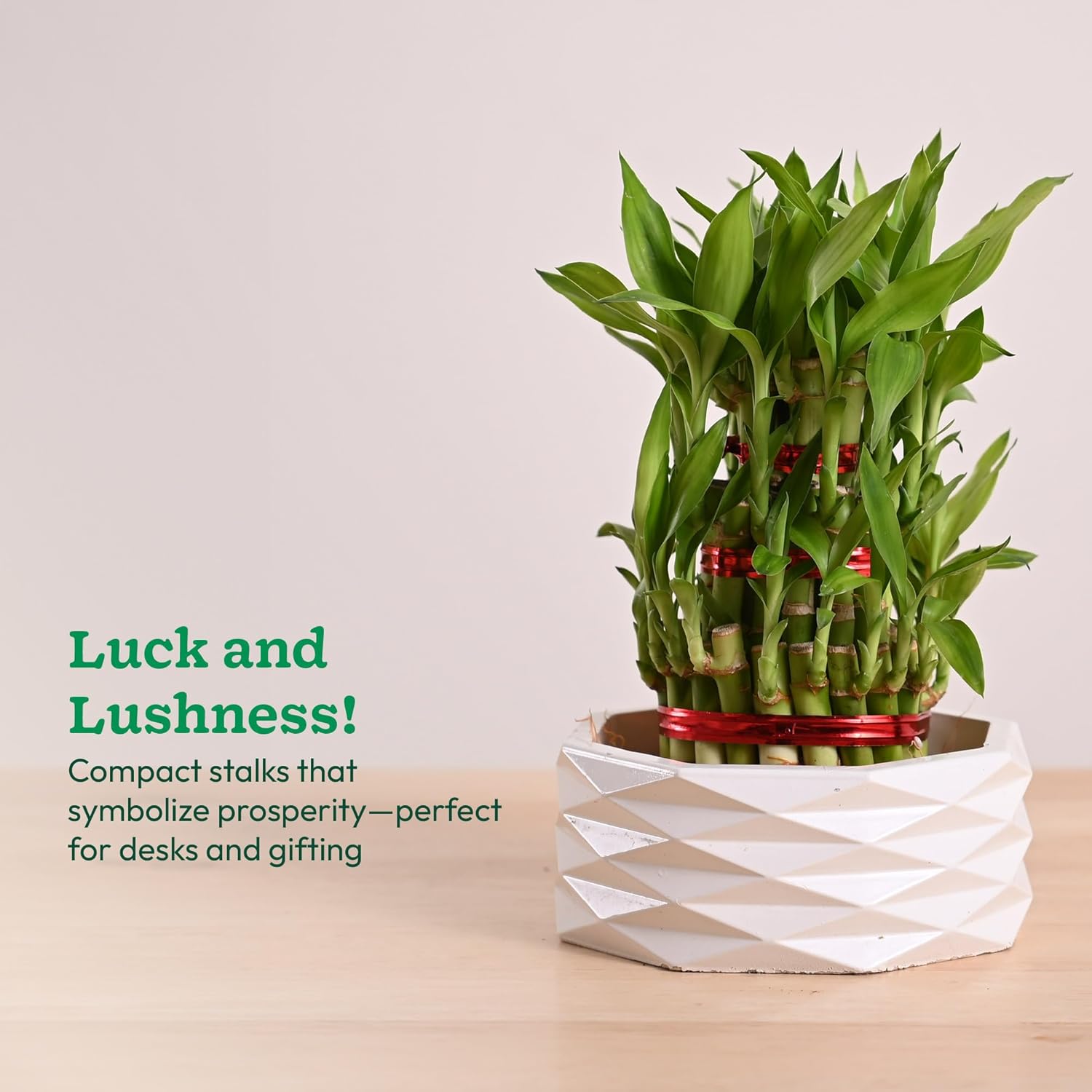 Lucky Bamboo 3 Layer Plant with Premium Ceramic Planter - Image 4