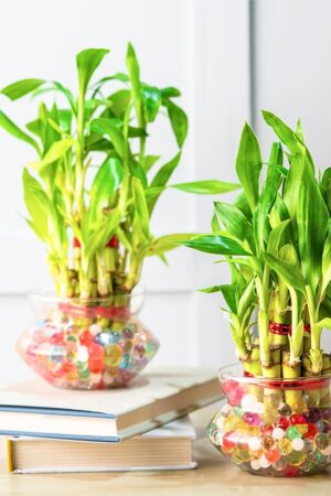 Combo of 2 Lucky Bamboo Plants in Glass Pot | Indoor Table Top Plant for Living Room, Office Desk & Home Décor