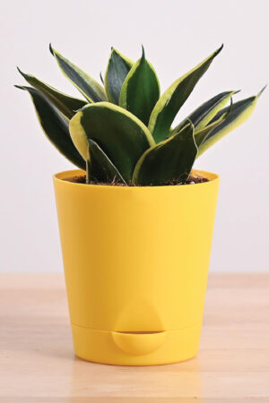 Sansevieria Golden Hahnii Snake Plant With Self Watering Pot