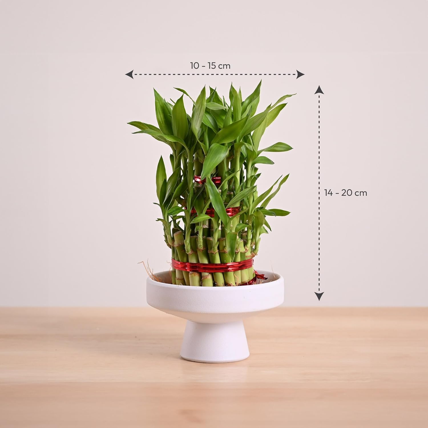 Lucky Bamboo 3 Layer Plant with Premium Potters Wheel - Image 2