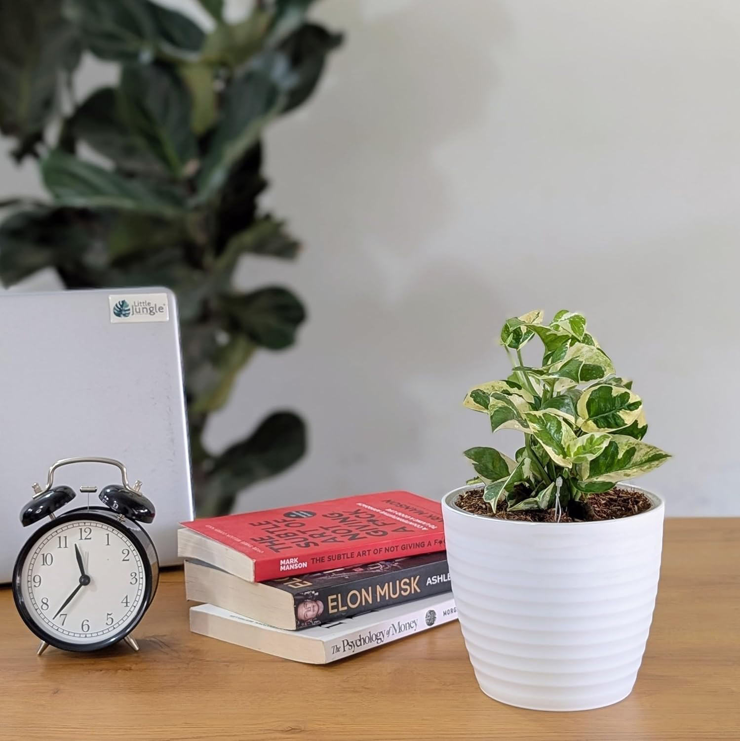 Money Plant LittleJungle Pothos Njoy - Live Plant with White Pot | Indoor Plants For Home & Office - Image 2