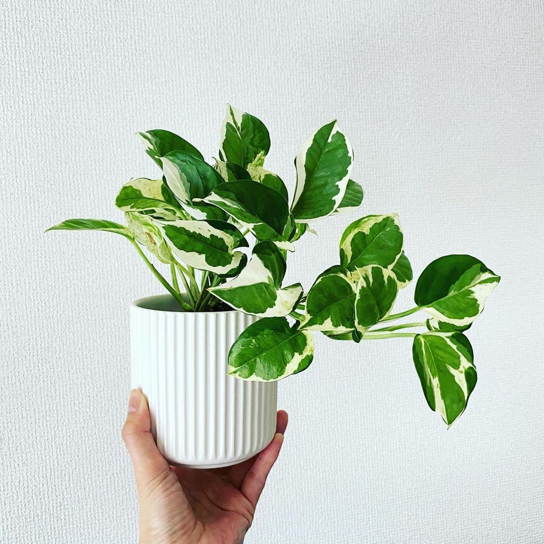 Money Plant LittleJungle Pothos Njoy - Live Plant with White Pot | Indoor Plants For Home & Office