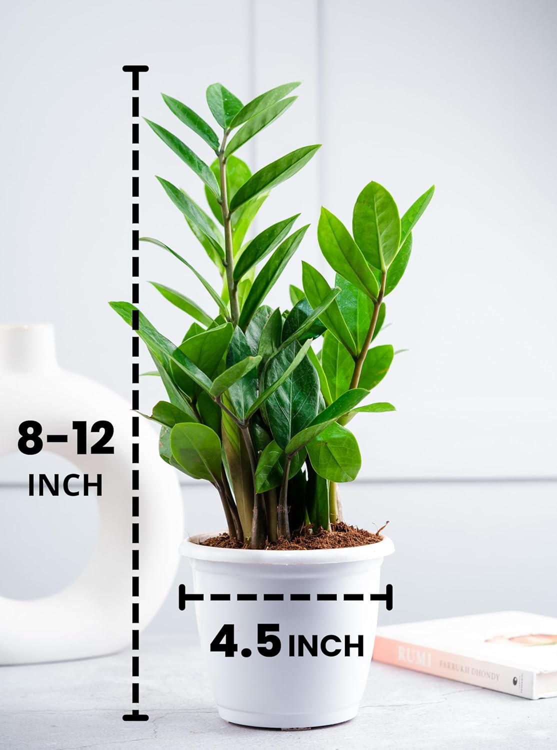 Zamioculcas Zamiifolia Air Purifying Live Indoor ZZ Plant - Image 2