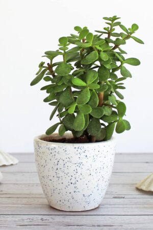 Good Luck Jade Plant in White Round Dew Ceramic Pot | Indoor Plant for Home & Office