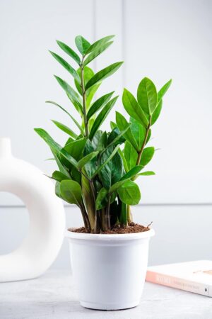 Zamioculcas Zamiifolia Air Purifying Live Indoor ZZ Plant