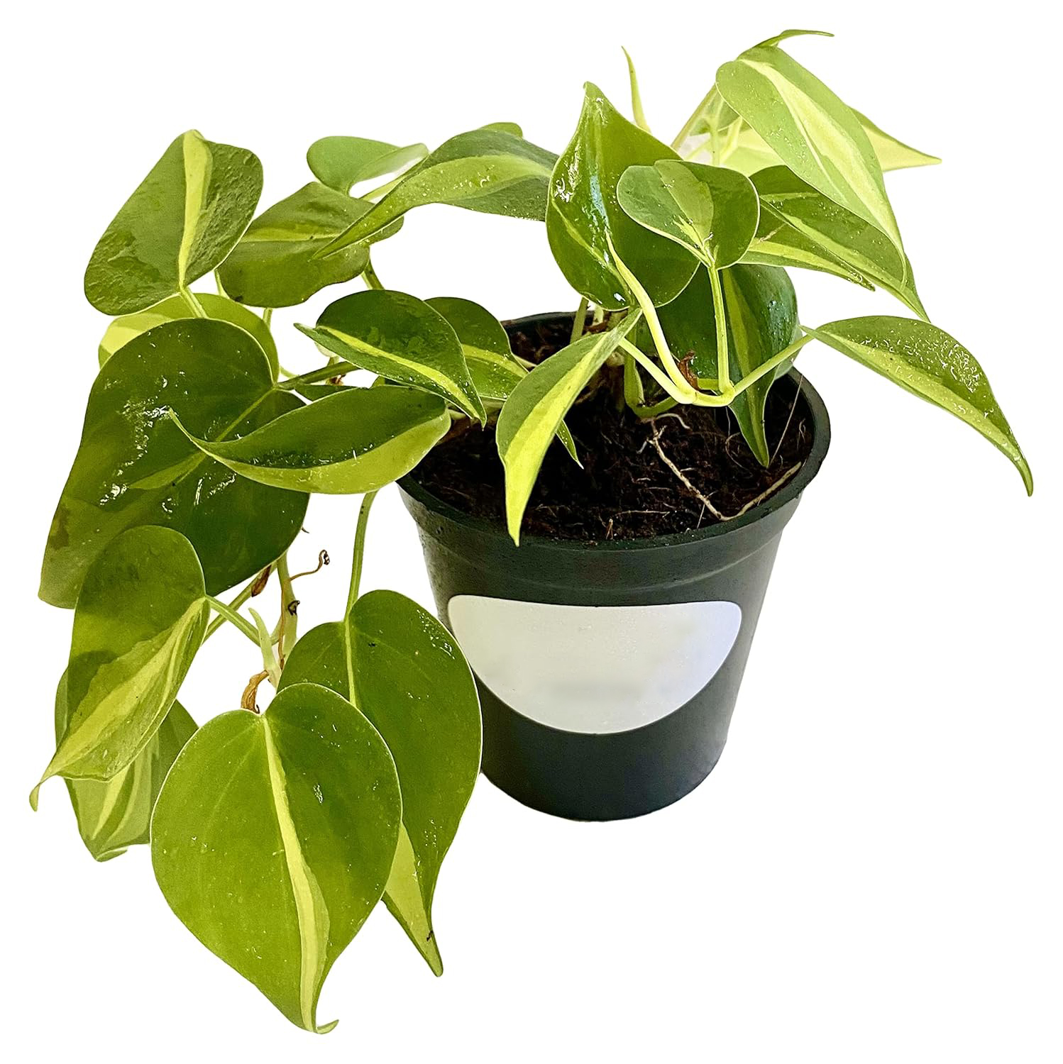 Philodendron Brasil Natural Live Plant in Pot - Image 3