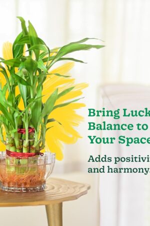Lucky Bamboo 2 Layer Feng Shui Plant Glass Bowl | Indoor Table Top Plant for Living Room, Office Desk & Home Décor
