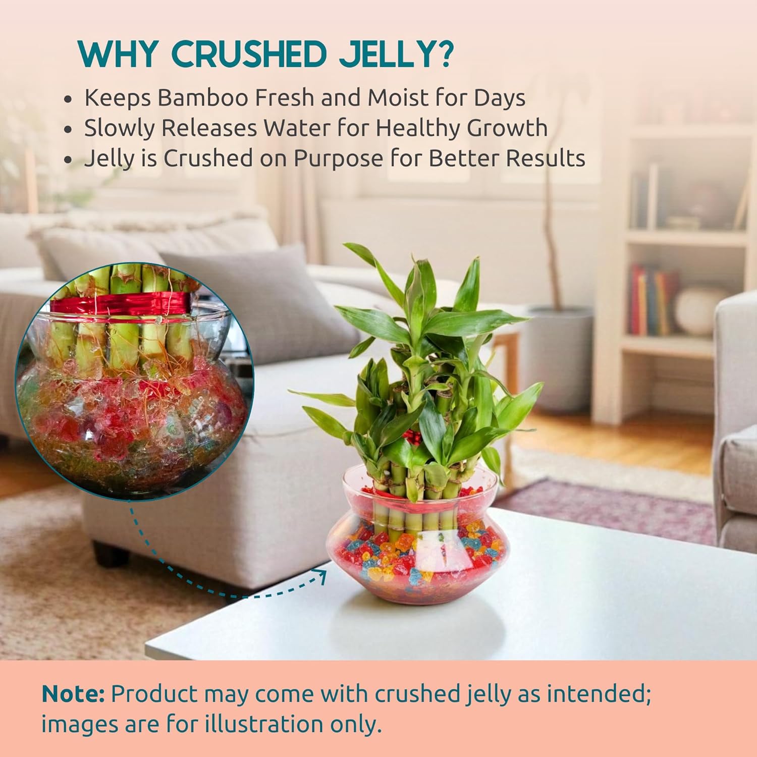 2-Layer Lucky Bamboo Plant in Glass Pot (4 Inch) | Indoor Table Top Plant for Living Room, Office Desk & Home Décor - Image 4