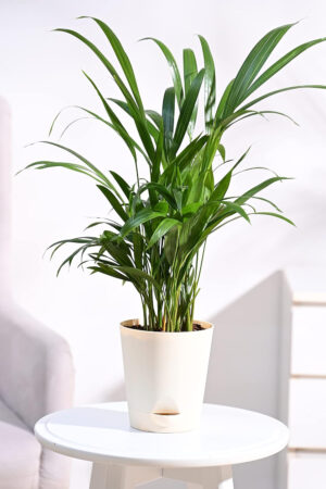 Areca Palm Natural Living Plant Air Purifier Plant