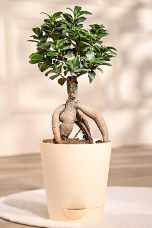 Bonsai Live Plant for Home Indoor with Self Watering Pot
