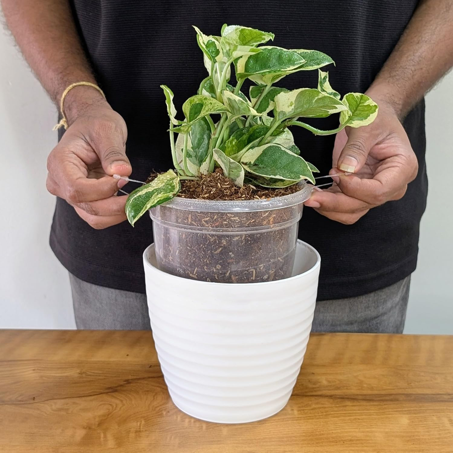 Money Plant LittleJungle Pothos Njoy - Live Plant with White Pot | Indoor Plants For Home & Office - Image 4