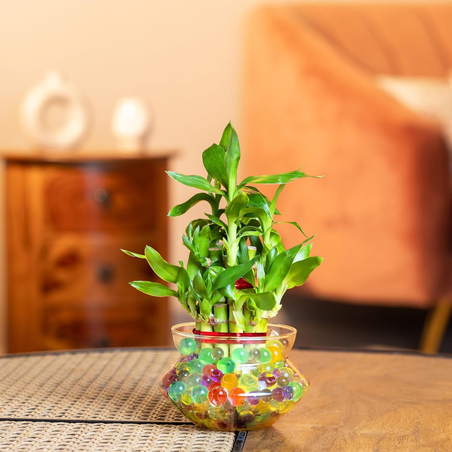 2-Layer Lucky Bamboo Plant in Glass Pot (4 Inch) | Indoor Table Top Plant for Living Room, Office Desk & Home Décor