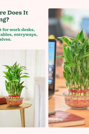 Lucky Bamboo 3 Layer Feng Shui Plant Glass Bowl