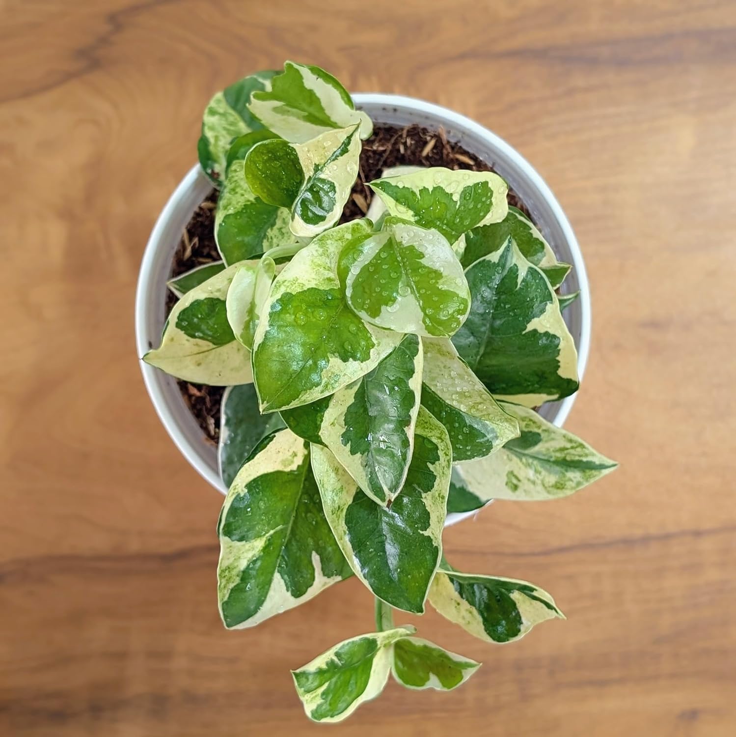 Money Plant LittleJungle Pothos Njoy - Live Plant with White Pot | Indoor Plants For Home & Office - Image 3