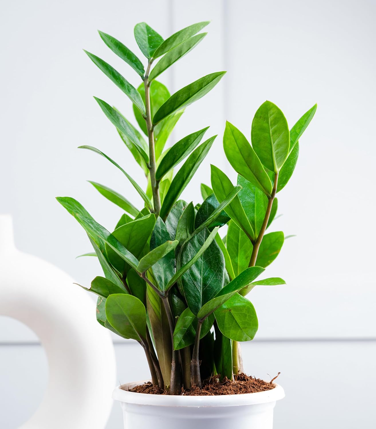 Zamioculcas Zamiifolia Air Purifying Live Indoor ZZ Plant - Image 3