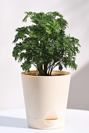 Aralia Golden Live Plant with Self Watering Pot