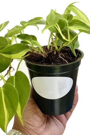 Philodendron Brasil Natural Live Plant in Pot