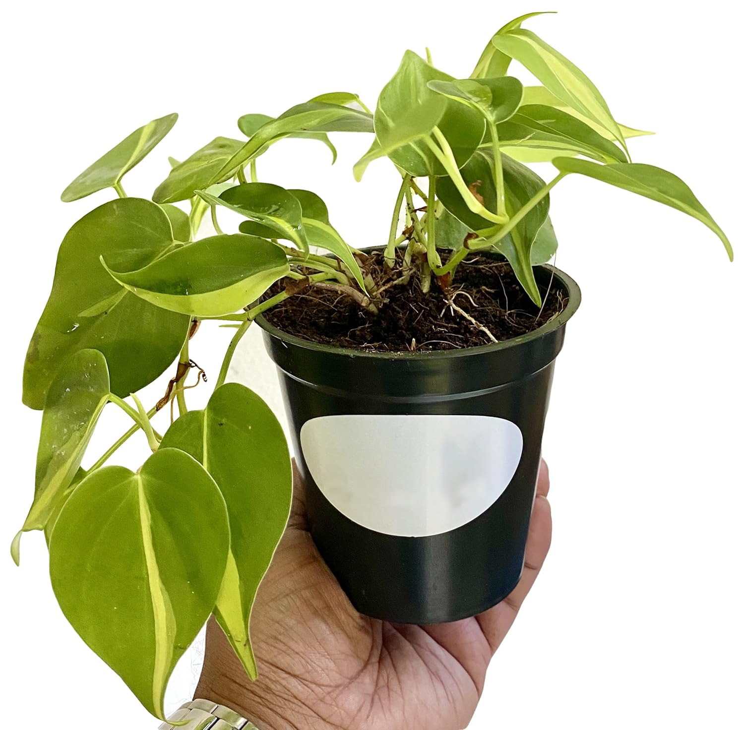 Philodendron Brasil Natural Live Plant in Pot