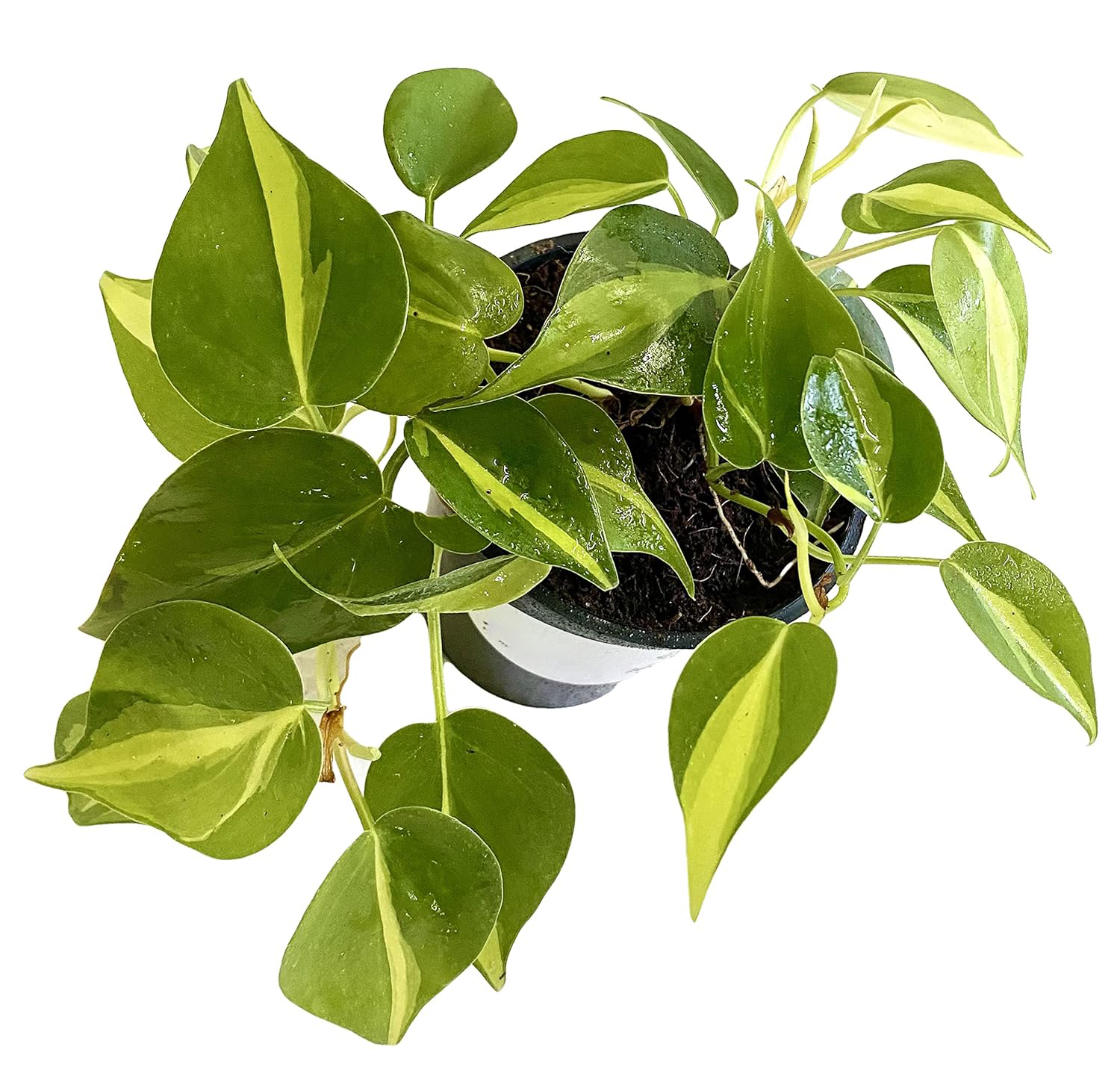 Philodendron Brasil Natural Live Plant in Pot - Image 2