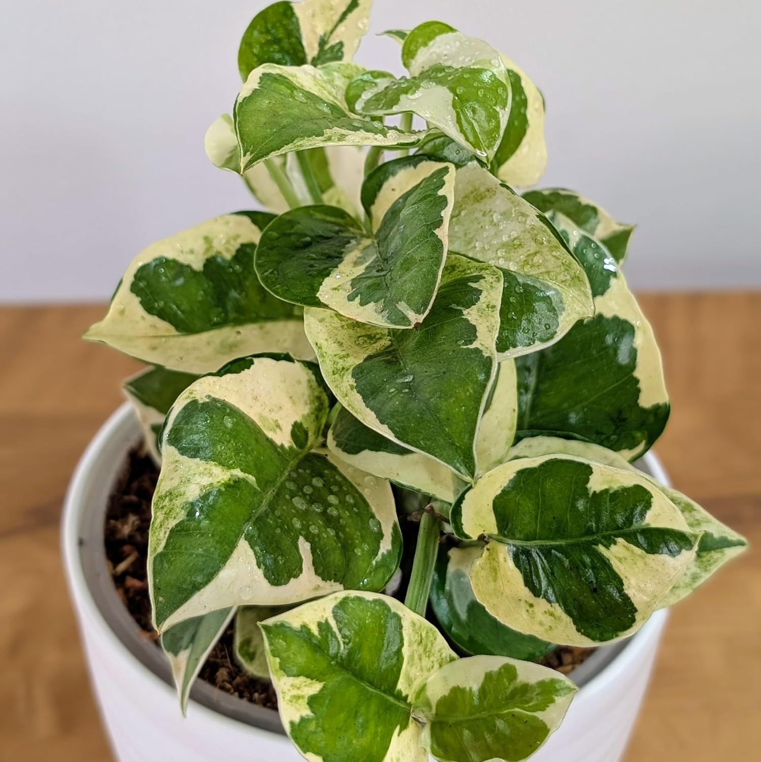 Money Plant LittleJungle Pothos Njoy - Live Plant with White Pot | Indoor Plants For Home & Office - Image 5