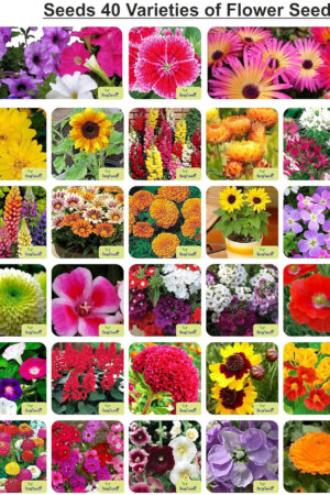 Germination Seeds 40 Varieties of Flower Seeds Combo for your Home Garden