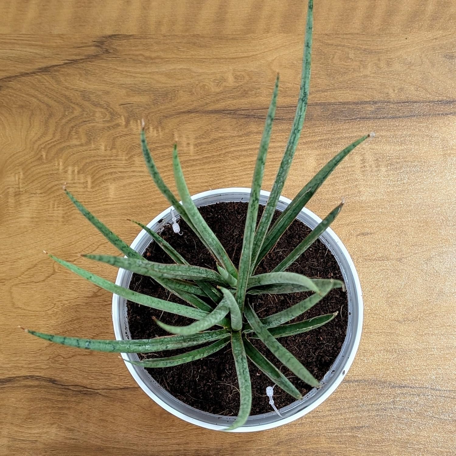 Sansevieria Fernwood - Live Plant with White Decor Pot - Image 4