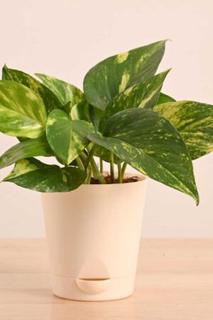 Money Plant Indoor Variegated (pattern leaves) With Self Watering Pot