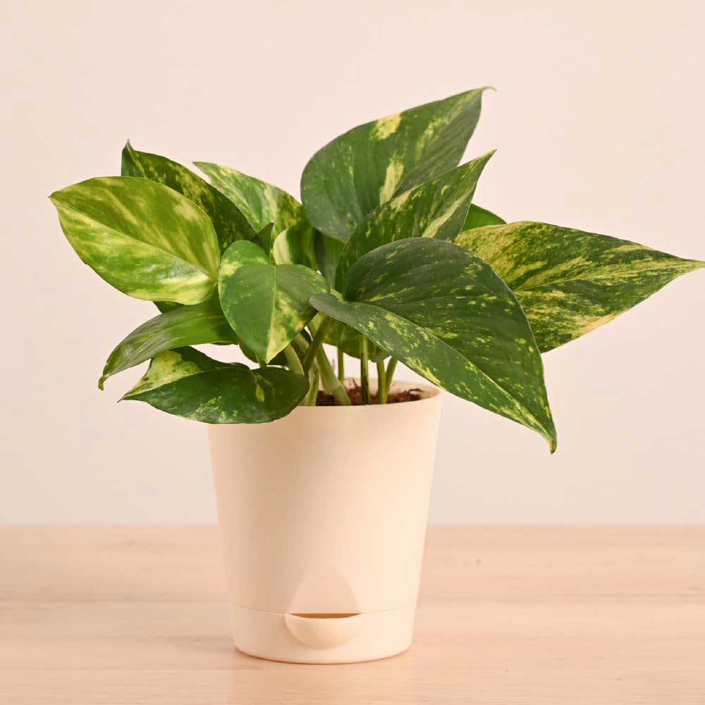 Money Plant Indoor Variegated (pattern leaves) With Self Watering Pot