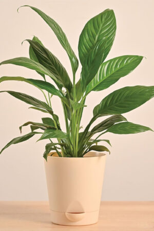 Spathiphyllum Plant - Lily Live Plant with Self Watering Pot