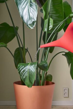 Water Can for Watering Plants 1.2L Capacity